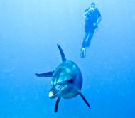 dolphin